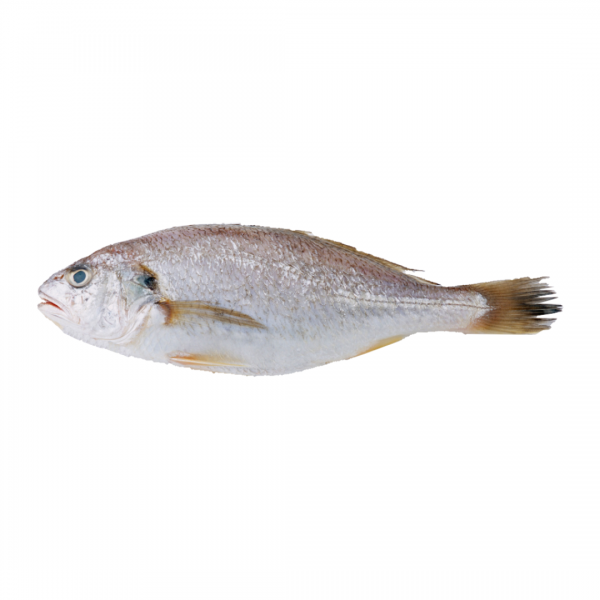 Croaker Fish (Frozen) - 1kg