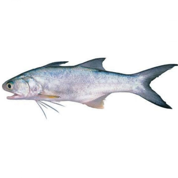 Shiny Nose Fish