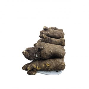 Yam Tuber - Big Size (1 tuber)