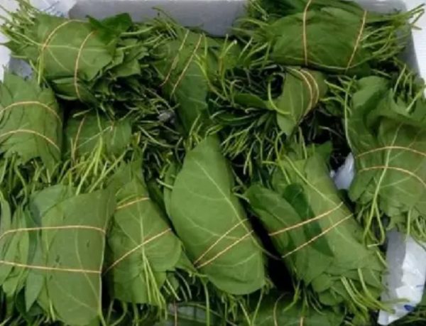 Utazi Leaf (Bush Buck) - per wrap
