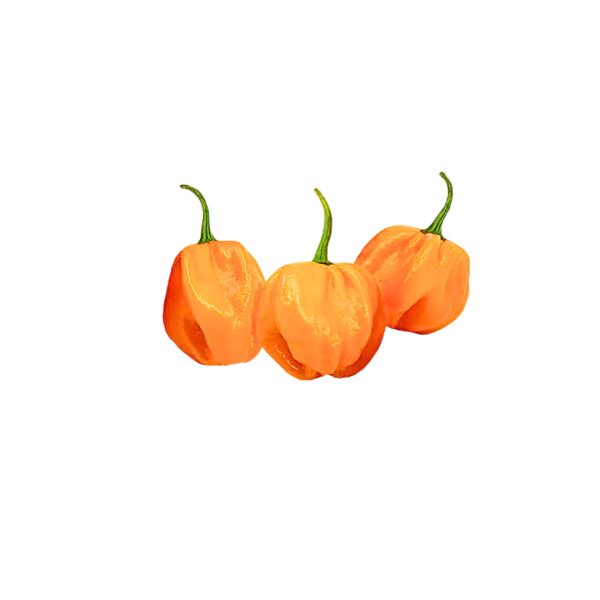 Yellow Rodo [ Habanero ] - 100g