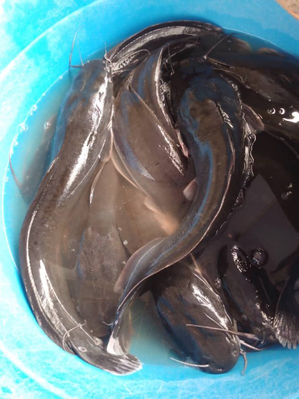 Fresh Cat Fish - Med per