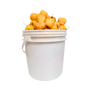 Pepper - Yellow Rodo - Paint 1.2kg